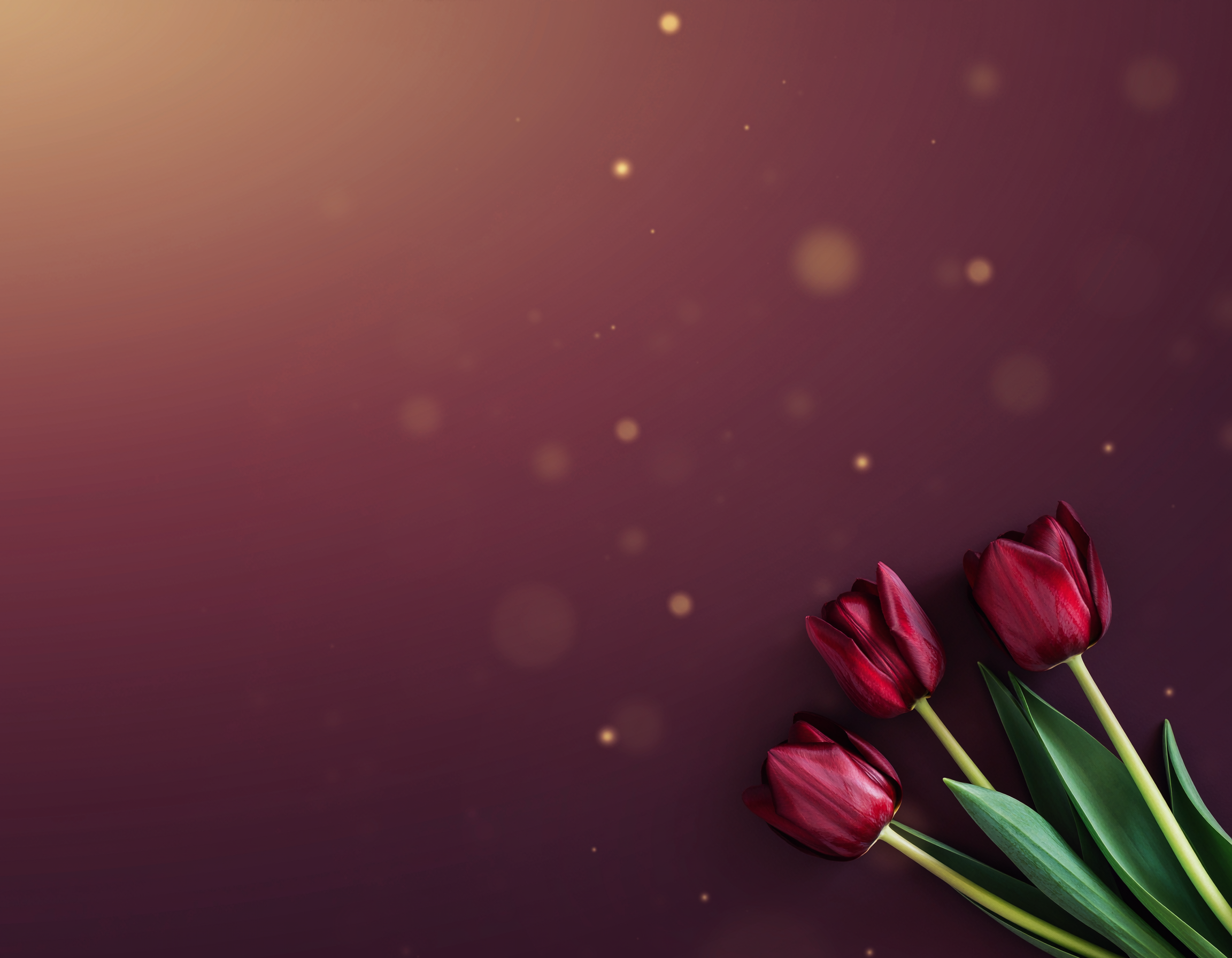 Die Nacht der Tulpen